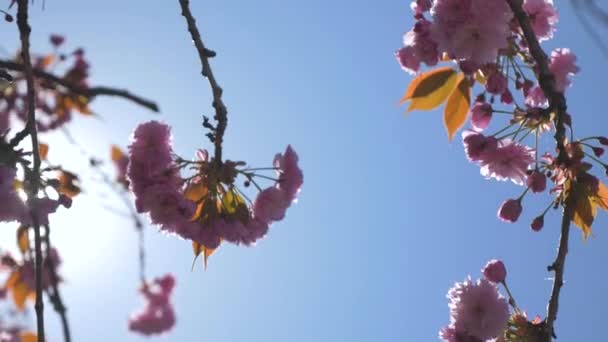 Różowy Kwiat Wiśni Zwisający Drzewa Wiejącego Wietrze Podczas Pięknego Jasnoniebieskiego — Wideo stockowe