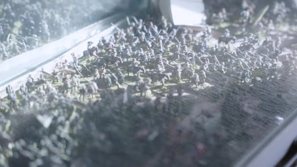 Army Models Wwii Bürgerkrieg Spielzeug Bemalte Miniaturen Zeitlupe — Stockvideo