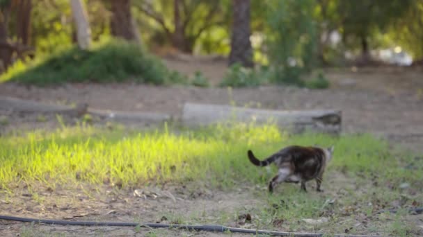 Rack Focus Beautiful Beautiful Grey Cat Walking Downhill Grass Hunting — Stockvideo