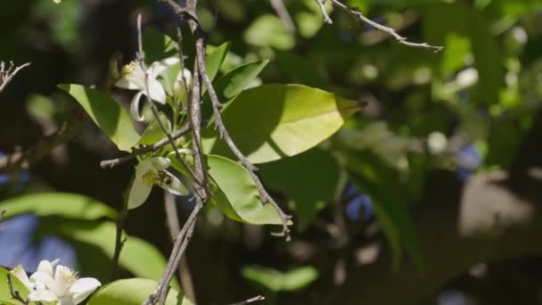 Bees Eating Nectar Pollen Flower Orange Blossom Trees Slow Motion — Stok video