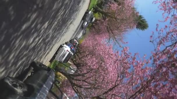 Krásná Růžová Třešeň Květ Stromy Rostoucí Směrem Modré Obloze Tvořící — Stock video
