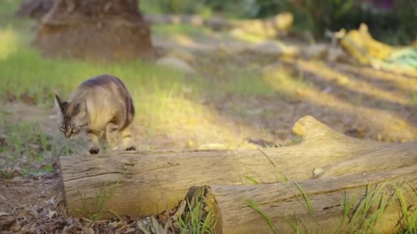 Gato Cinzento Bonito Olha Torno Por Sol Seguida Caminha Para — Vídeo de Stock