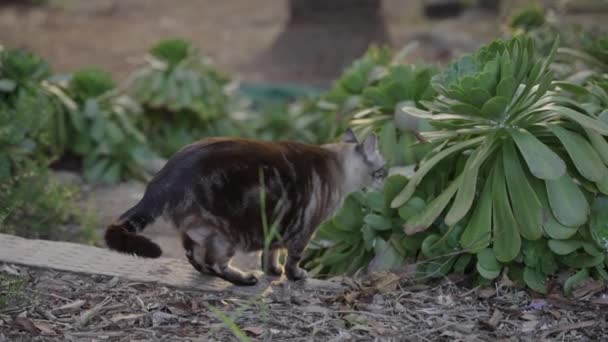 Όμορφη Grey Cat Sniffs Φυτό Έξω Στη Συνέχεια Κοιτάζει Γύρω — Αρχείο Βίντεο
