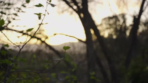 Rack Focus Sunset Trees Beautiful Slow Motion — Stock Video