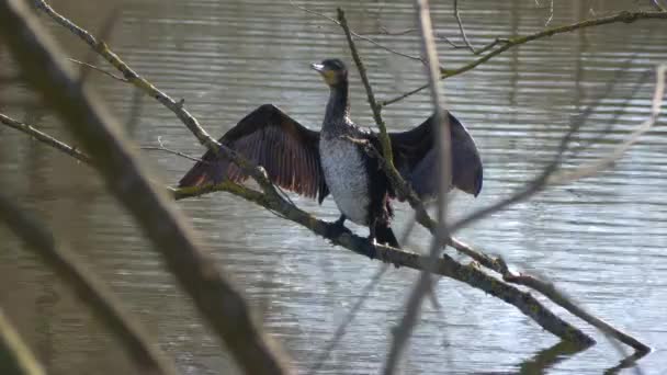 Cormorant Sits Spread Wings Branches Tree Shore Lake — Stockvideo