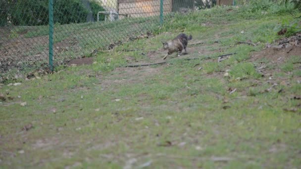 Rack Focus Beautiful Grey Cat Walks Downhill Slow Motion — Stock video