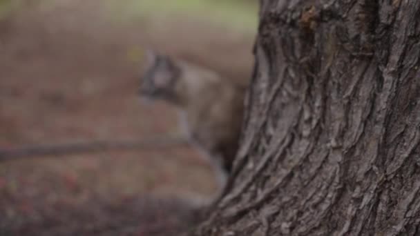 Rack Focus Tracking Shot Beautiful Grey Cat Walks Tree Slow — ストック動画