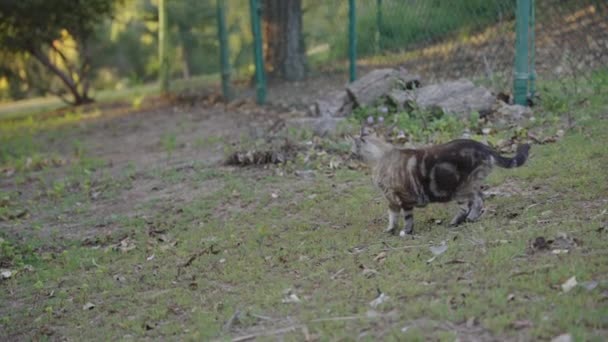 Vacker Grå Katt Ser Sig Omkring Och Går Sedan Utför — Stockvideo