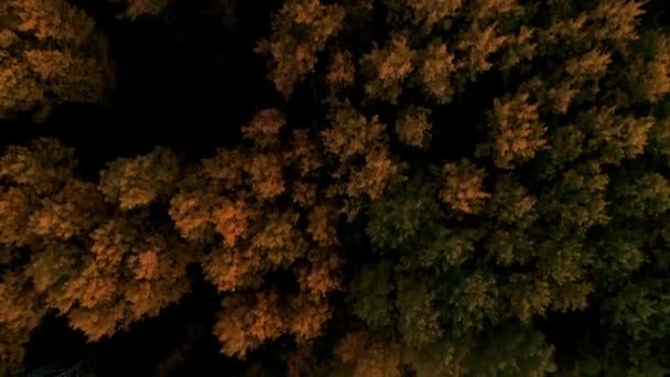 Ağaçlardan Oluşan Renkli Bir Sonbahar Ormanının Üzerinde Uçarken — Stok video