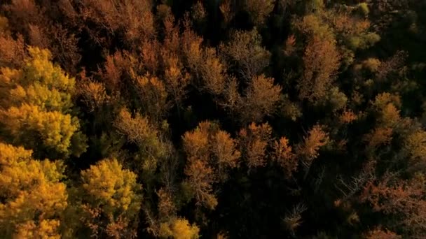 Aerial View Looking Beautiful Fall Colors Forest Sunset — Stock video