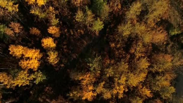 Melihat Bawah Sambil Terbang Atas Hutan Musim Gugur Penuh Warna — Stok Video