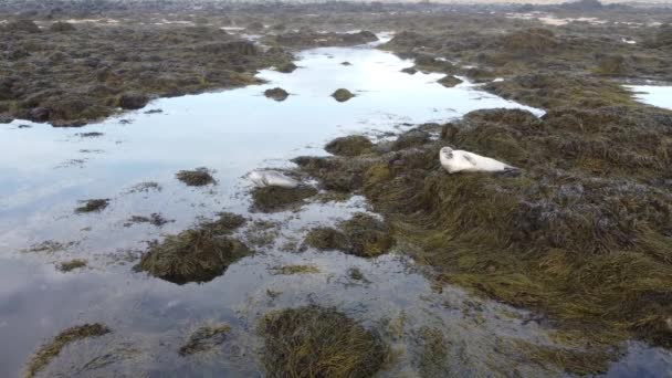 北極動物野生生物 シールは広い素晴らしい苔を再生します — ストック動画