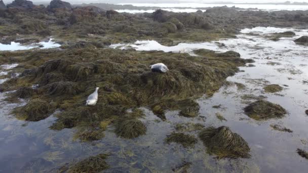 Seals Relaxing Ytri Tunga Strand Izland Antenna — Stock videók