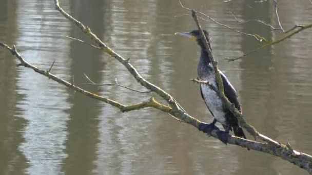 鵜は湖のほとりの木の枝に羽を広げて座り — ストック動画