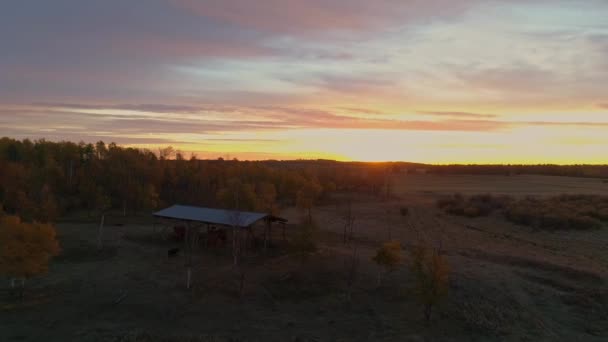 Autumn Sunrise View Rural Cattle Farm While Gently Circling Pole — Stock video