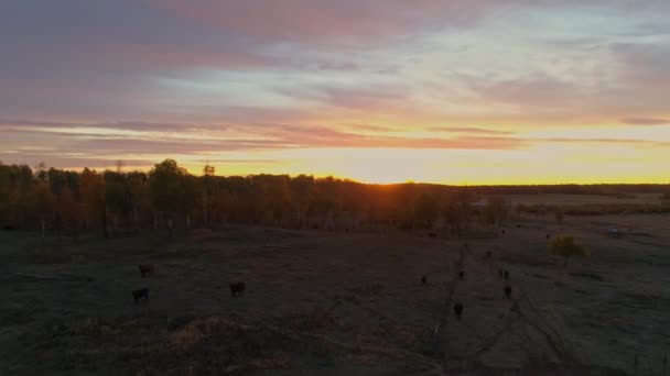 Een Herfst Zonsopgang Uitzicht Een Landelijke Boerderij Met Grazende Vee — Stockvideo