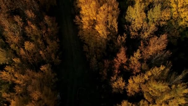 Aerial View Looking Autumn Forest Treetops Illuminated Setting Sun — Video