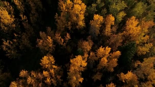 Renkli Bir Sonbahar Ormanının Havadan Görünüşü Yeşiller Sarılar Portakallar Kırmızılar — Stok video