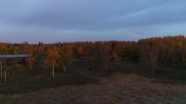 Early Morning Aerial View Autumn Forest Rural Setting — Stockvideo