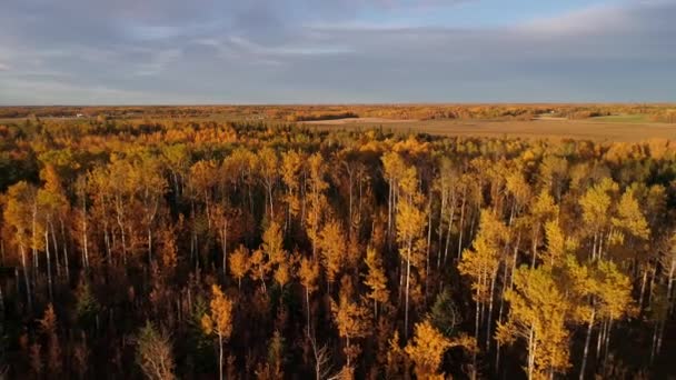 Evening Aerial Pull Away Shot Autumn Forest Rural Setting — Stock Video