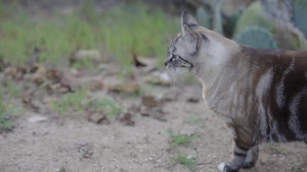 Beautiful Grey Cat Looks Walks Out Frame Nature Slow Motion — Video Stock