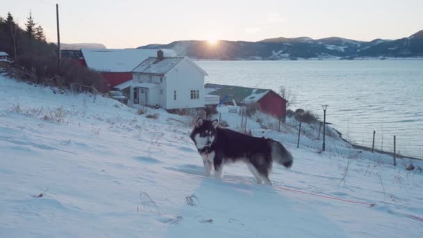 深い雪の村でハスキーAlaskan Malamute Lakeshore Sunset Vanvikan Indre Fosen ノルウェー ワイドショット — ストック動画