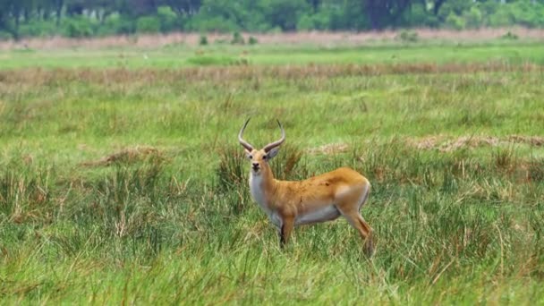 Adult Male Lechwe Standing Grassland Moremi Game Reserve Botswana Wide — Wideo stockowe