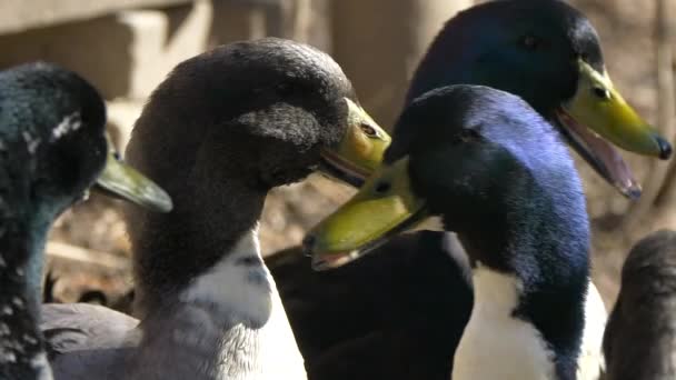 Slow Motion Macro Shot Quacking Duck Family Outdoors Sunlight Close — Vídeos de Stock