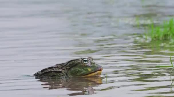 African Giant Bullfrog Immerse Pond Central Kalahari Game Reserve Botswana — Vídeos de Stock