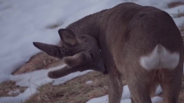 冬の山でその毛皮を舐め若いロード鹿 閉じろ — ストック動画