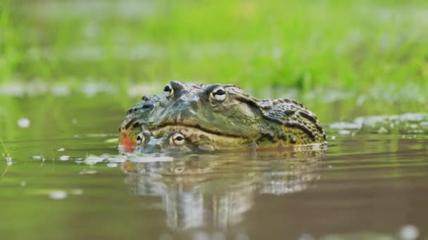 博茨瓦纳中卡拉哈里野生动物保护区的大型非洲牛蛙在雨季对自然栖息地的困惑 特写镜头 — 图库视频影像
