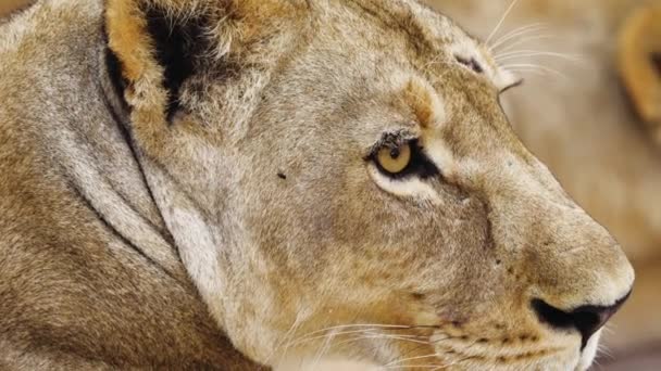 Lion Cub Avec Des Mouches Sur Visage Gros Plan — Video