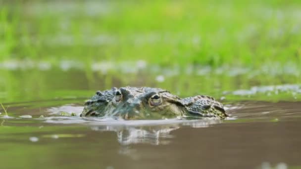 African Bullfrog Pair Mating Shallow Water Wilderness Central Kalahari Game — Stock Video