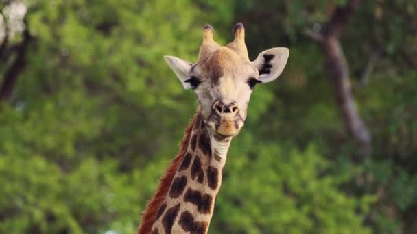 Portrait Curious Giraffe Wilderness Khwai Botswana Low Angle Shot — Stock Video