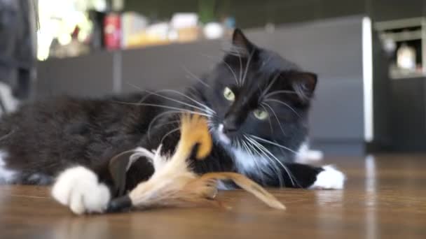 Tiro Câmera Lenta Gato Preto Brincando Com Monte Penas Brinquedo — Vídeo de Stock