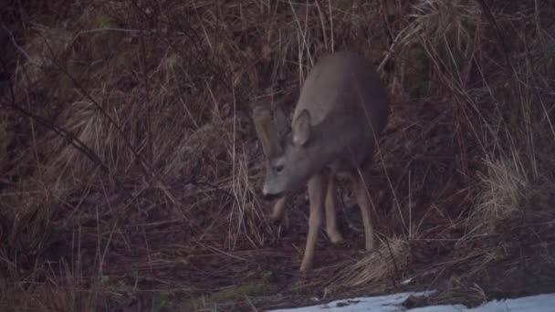 Roe Deer Legeltetés Száraz Füvön Erdőben Közelkép — Stock videók