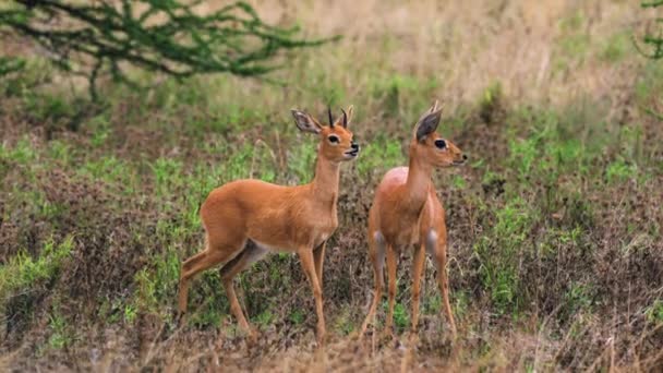 Steenboks Vahşi Doğada Merkez Kalahari Oyun Rezervi Botswana Kapat — Stok video