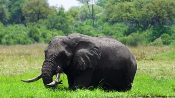 在博茨瓦纳的莫雷米野生动物保护区 濒临绝种的非洲布什象一边吃草一边拍动耳朵 宽射门 — 图库视频影像