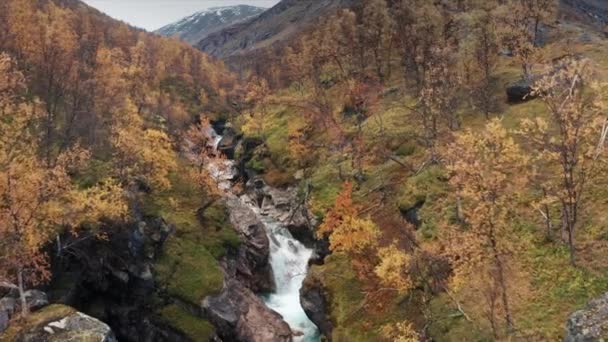 Légi Kilátás Vad Folyó Zuhog Keskeny Kanyon Őszi Völgyben Lassított — Stock videók