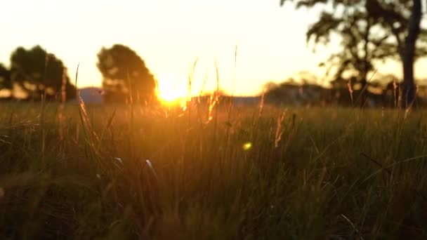 Όμορφο Ηλιοβασίλεμα Πάνω Από Πράσινο Γρασίδι Στην Ύπαιθρο Χαμηλή Γωνία — Αρχείο Βίντεο