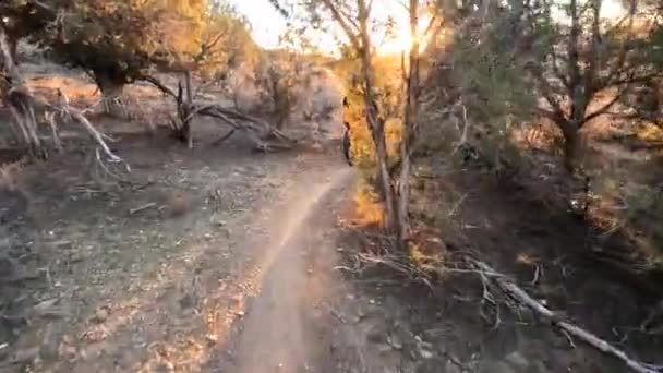 Bright Sunshine Bush Branches While Riding Desert Biking Trail Helmet — Stock video