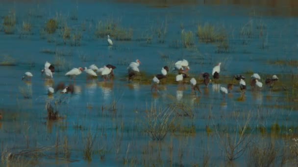 White Black Birds Eating Marsh — Stock videók