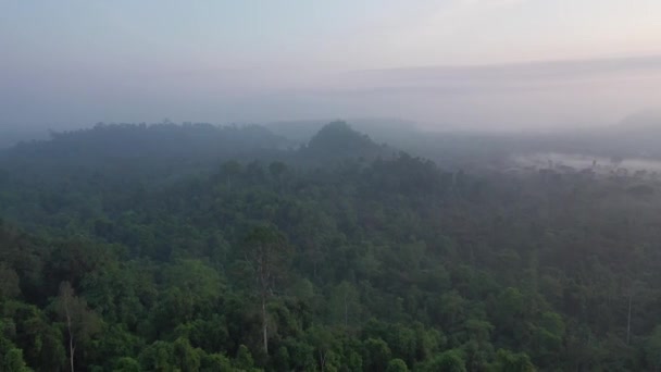Drohnenvideo Zur Blauen Stunde Dschungel — Stockvideo