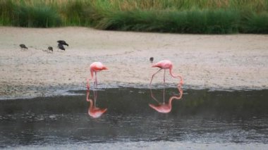 Couple Of Pink Flamingos Feeding In The Water Of Lake In Galapagos Islands - wide shot