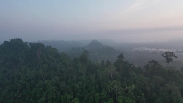 Imágenes Aviones Tripulados Hora Azul Selva Con Niebla — Vídeos de Stock