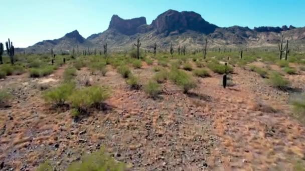 Saguaro Cactus Desert Floor Ten Noorden Van Tucson Arizona Aerial — Stockvideo