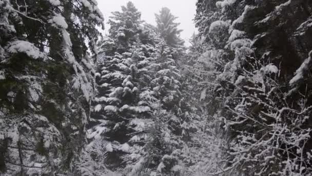 Snowy Pine Forest Winter — Video Stock