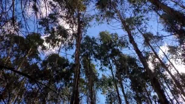 青い空を背景にユーカリの木を探します ローアングルショット — ストック動画