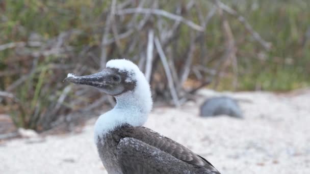 Fixed Medium Closeup Juvenile Blue Footed Booby Beach Galapagos Islands — Vídeo de Stock