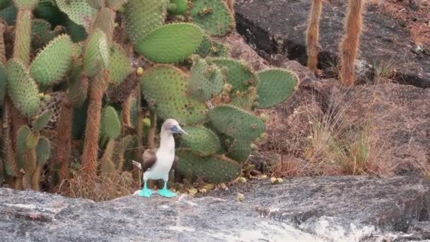 Blue Footed Booby Standing Rock Doing Mating Dance Galapagos Islands — Stockvideo